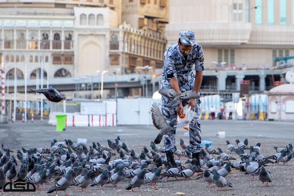 memberi makan merpati makkah
